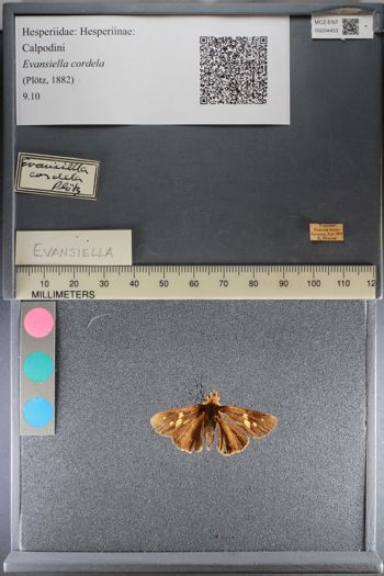 Media type: image;   Entomology 204453